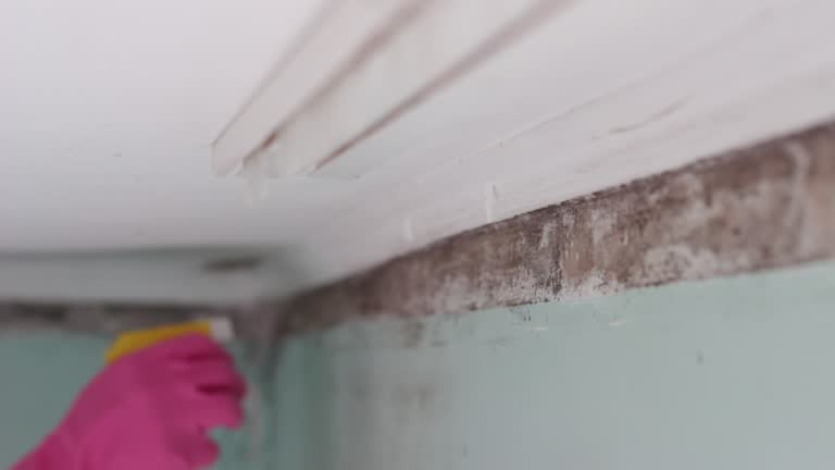 Best Asbestos and Lead Testing During Mold Inspection  in Texas City, TX
